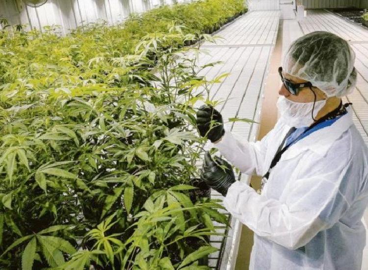 En qué consiste la Ley de Cannabis Medicinal y Cáñamo Industrial